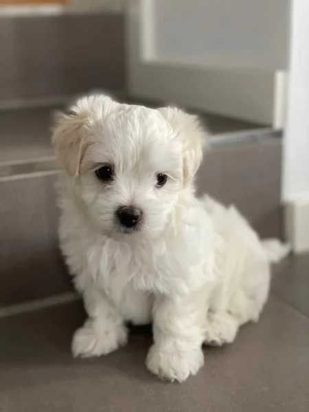 cuccioli di maltese con pedigree | Foto 1