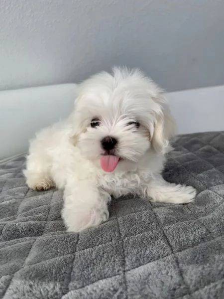 cuccioli di maltese con pedigree | Foto 0