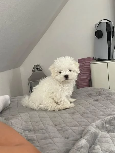 Cuccioli Maltese Mini Toy | Foto 3