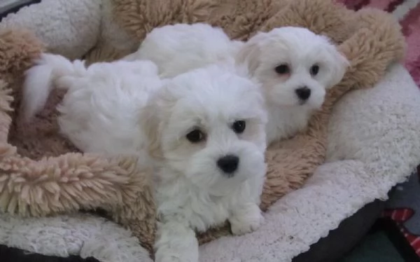Cuccioli Maltese Mini Toy | Foto 1