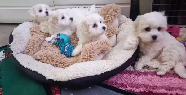 Cuccioli Maltese Mini Toy | Foto 0