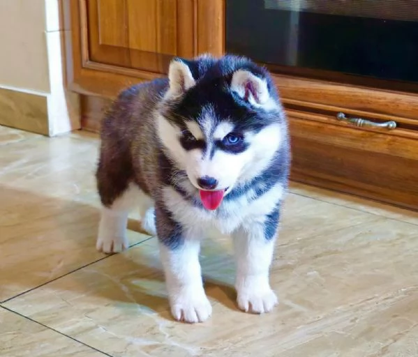 Meravigliosi cuccioli di SIBERIAN HUSKY | Foto 5