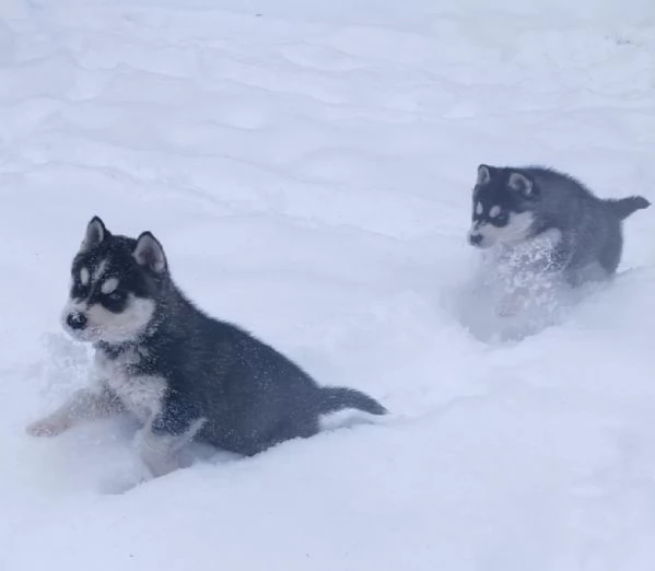 Meravigliosi cuccioli di SIBERIAN HUSKY | Foto 4