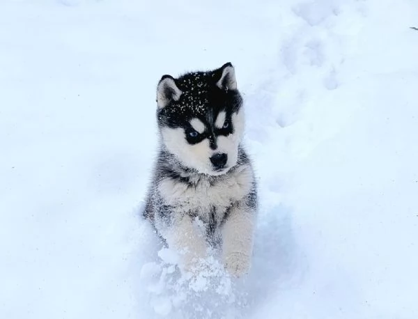 Meravigliosi cuccioli di SIBERIAN HUSKY | Foto 3
