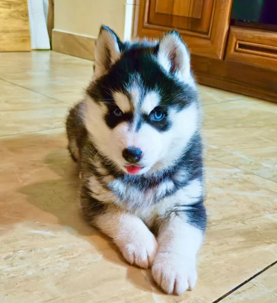 Meravigliosi cuccioli di SIBERIAN HUSKY | Foto 1
