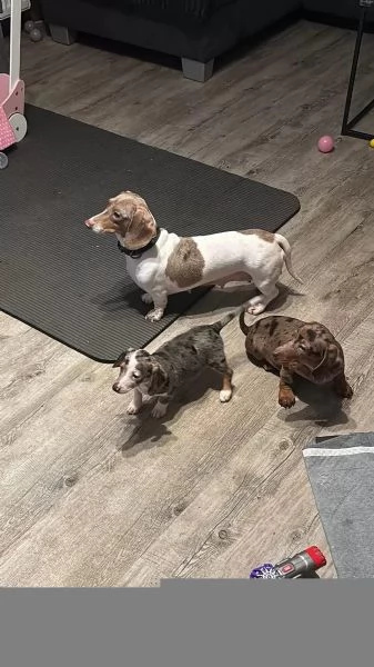 Adorabili cuccioli di Bassotto