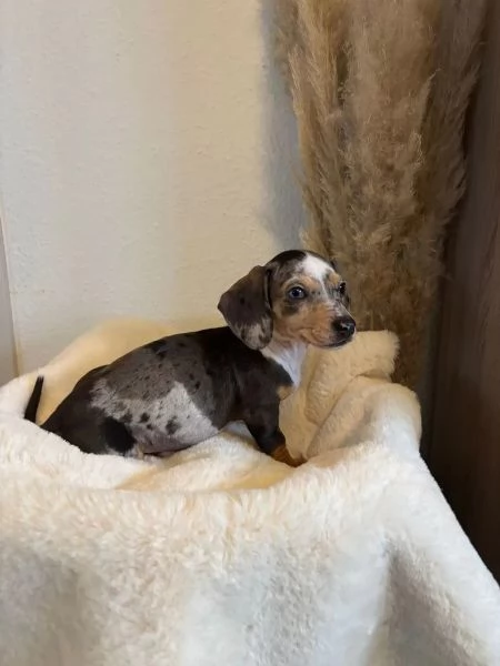 Adorabili cuccioli di Bassotto | Foto 2