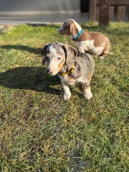 Disponibile cucciola di bassotto tedesco | Foto 3