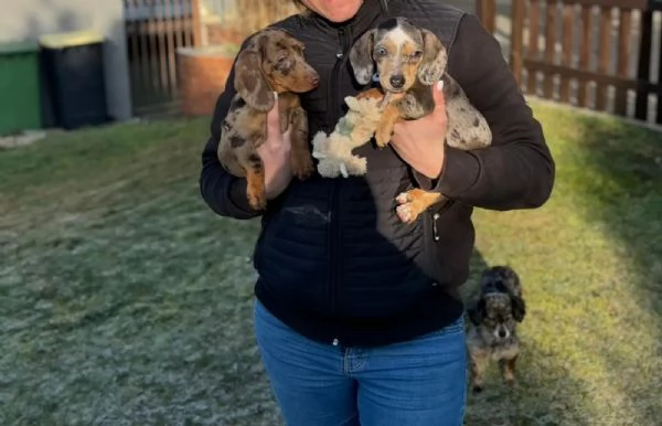 Disponibile cucciola di bassotto tedesco | Foto 2