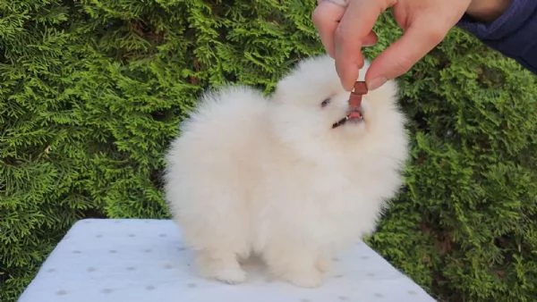 Cucciolo di Spitz Pomerania | Foto 2