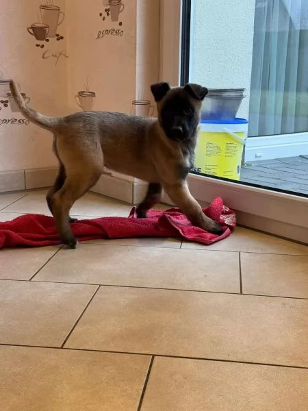 Cucciolo pastore belga malinois con pedigree | Foto 1