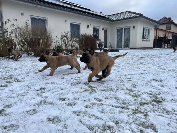 Cuccioli pastore belga malinois | Foto 0
