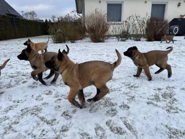 Disponibili cuccioli di 13 settimane di pastori belga malinois