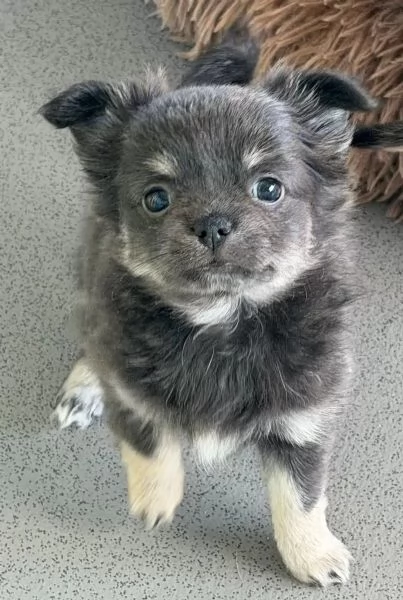 I cuccioli di Chihuahua con pedigree sono pronti per andare nelle loro nuove case | Foto 4