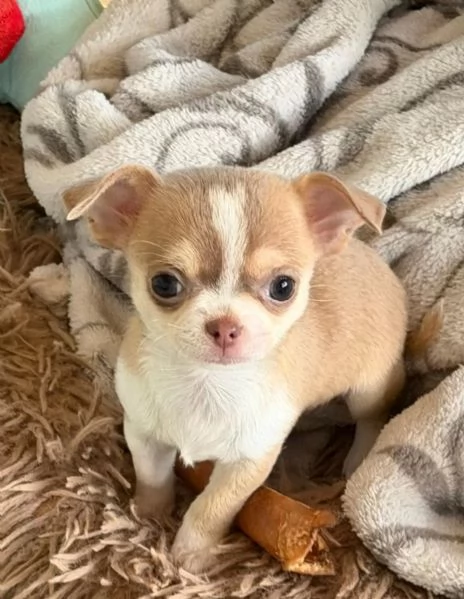 I cuccioli di Chihuahua con pedigree sono pronti per andare nelle loro nuove case | Foto 0