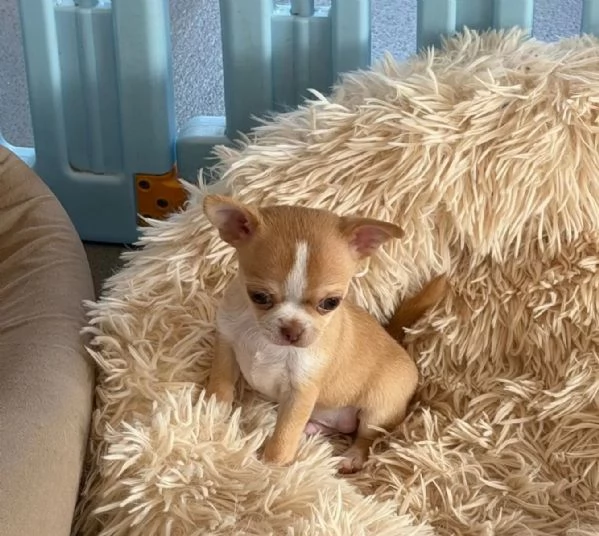 I cuccioli di Chihuahua con pedigree sono pronti per andare nelle loro nuove case