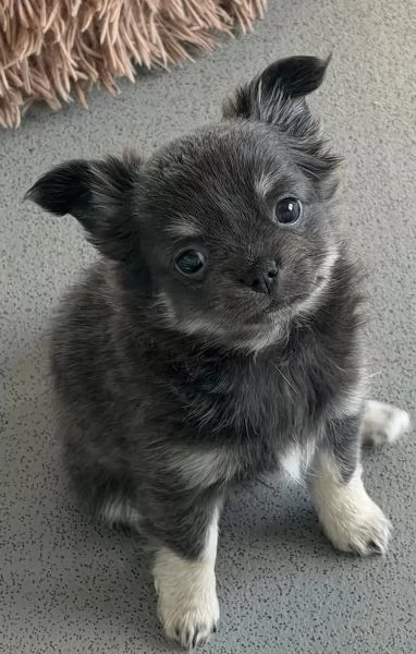 Prestigiosi Cuccioli di Chihuahua Toy  Alta Qualitagrave | Foto 1