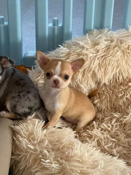 Cucciolo di chihuahua mini | Foto 3