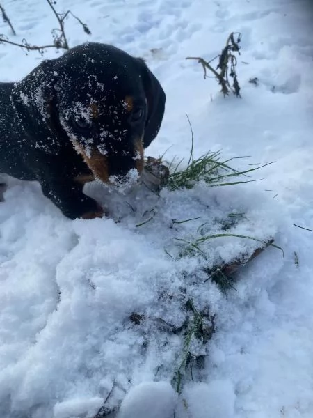 I cuccioli di bassotto nano cercano casa a loro agio | Foto 4