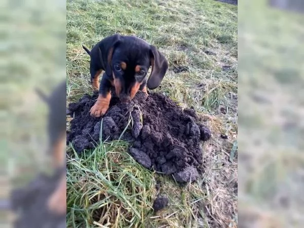 I cuccioli di bassotto nano cercano casa a loro agio | Foto 1
