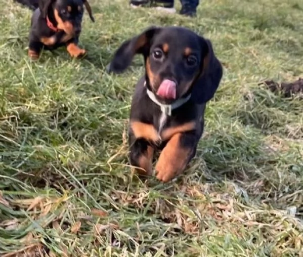 I cuccioli di bassotto nano cercano casa a loro agio