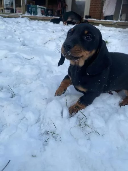 I cuccioli di bassotto nano cercano casa a loro agio | Foto 0