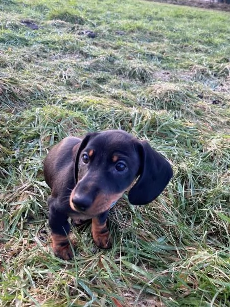 ADORABILI CUCCIOLI DI BASSOTTO PRONTI A PARTIRE ORA | Foto 3