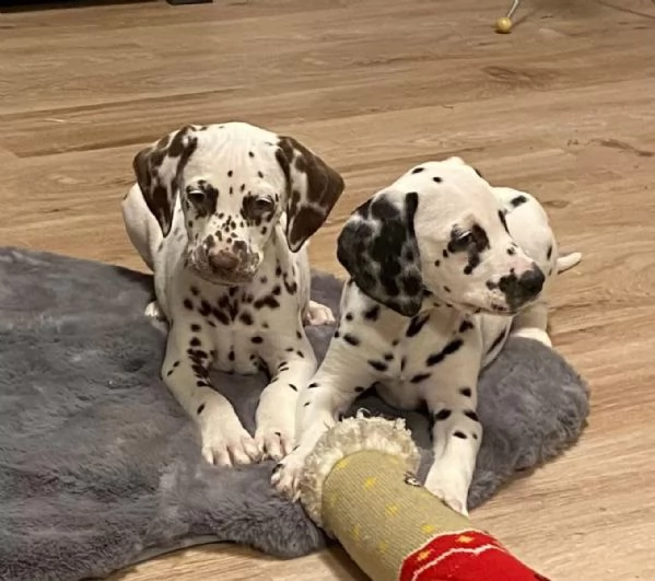 Cuccioli dalmata con Pedigree | Foto 0