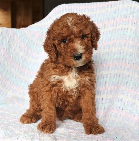  Barboncino Toy cuccioli maschio e femmina