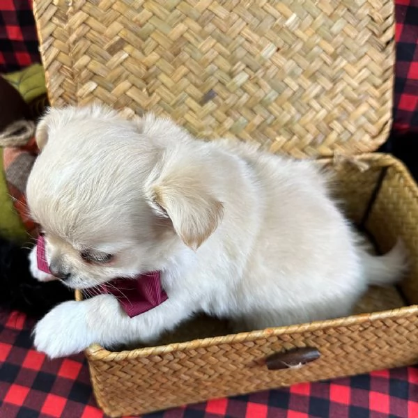  Chihuahua Toy cuccioli maschio e femmina | Foto 1