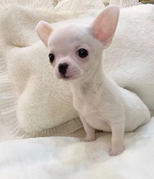  Chihuahua Toy cuccioli maschio e femmina | Foto 0