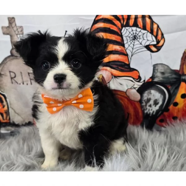 Chihuahua Toy cuccioli maschio e femmina