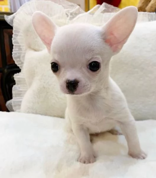  Chihuahua Toy cuccioli maschio e femmina