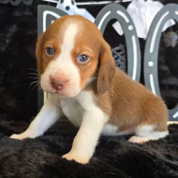 Beagle cuccioli maschio e femmina