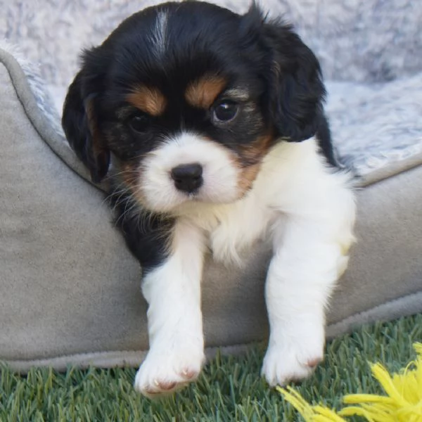 Cavalier King Charles cuccioli maschio e femmina | Foto 0