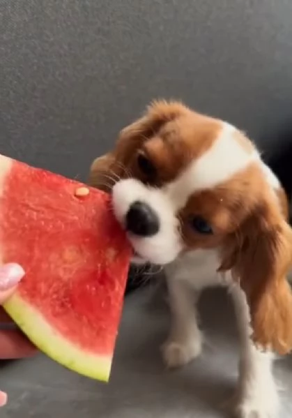 Cavalier King Charles cuccioli maschio e femmina