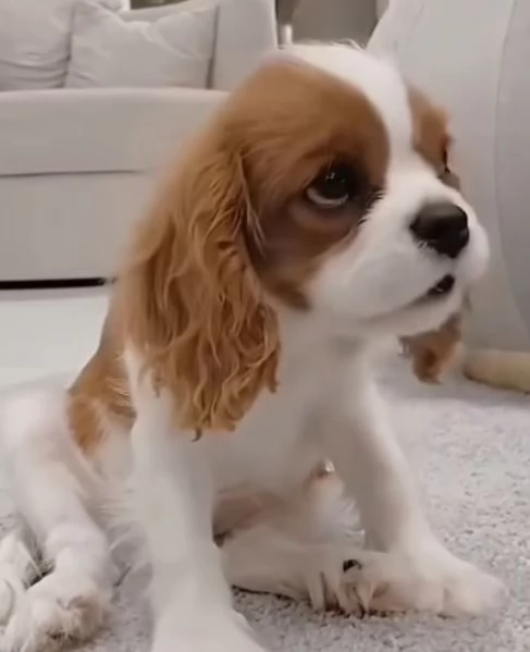Cavalier King Charles cuccioli maschio e femmina | Foto 0