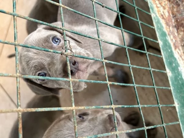 Cuccioli di weimaraner | Foto 2