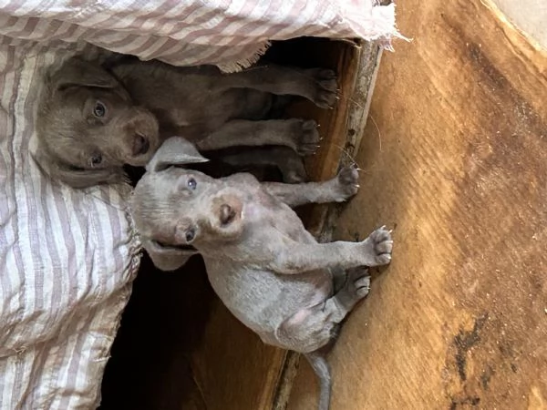 Cuccioli di weimaraner | Foto 1