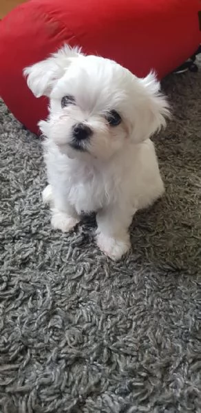 Maltese toy cuccioli