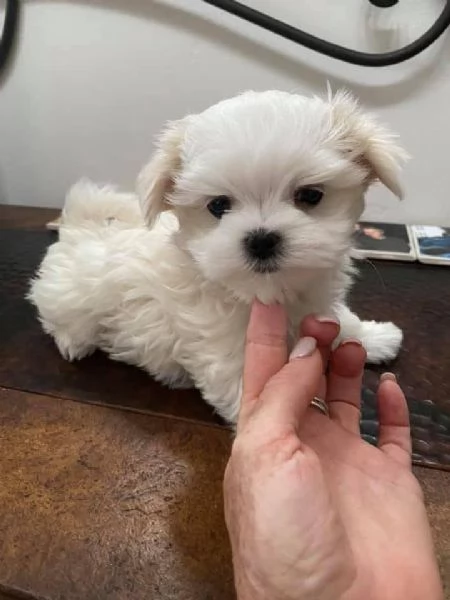 Cuccioli Maltese toy dai 3 ai 4 mesi  | Foto 0