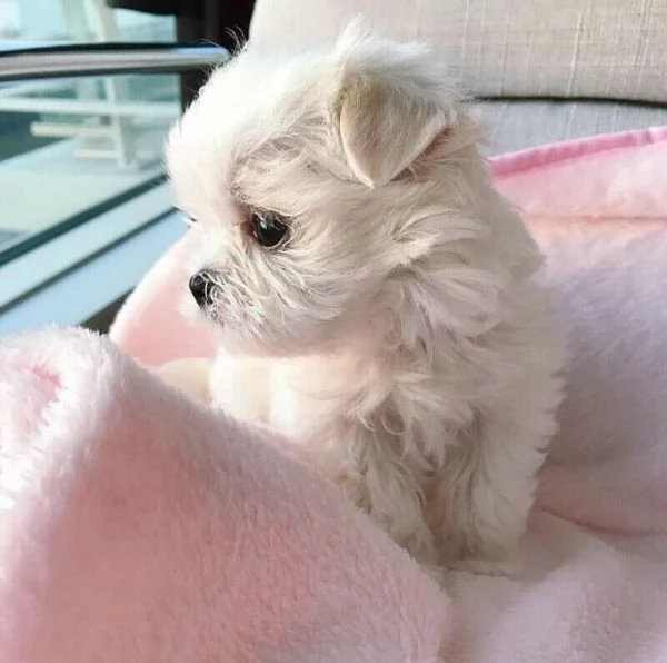 Maltese toy cuccioli