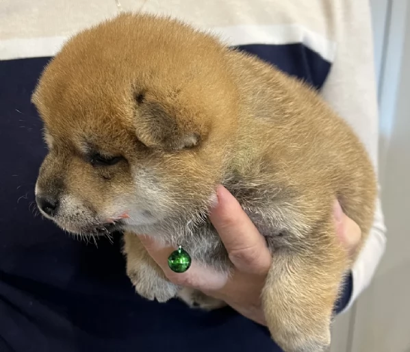adorabili cuccioli di Shiba Inu per adozione