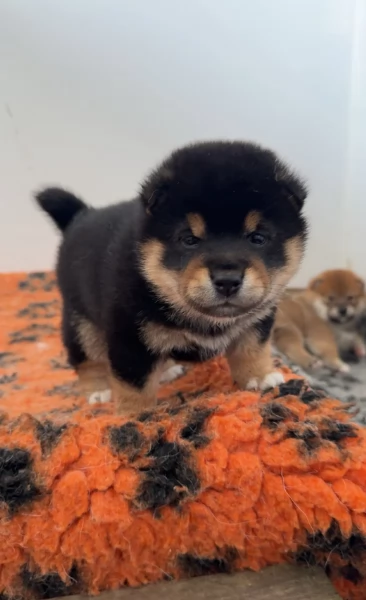 adorabili cuccioli di Shiba Inu per adozione | Foto 2