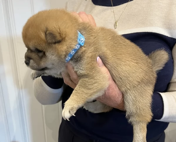 adorabili cuccioli di Shiba Inu per adozione