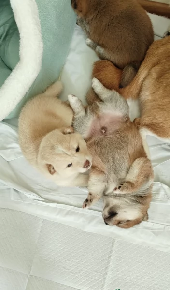 adorabili cuccioli di Shiba Inu per adozione