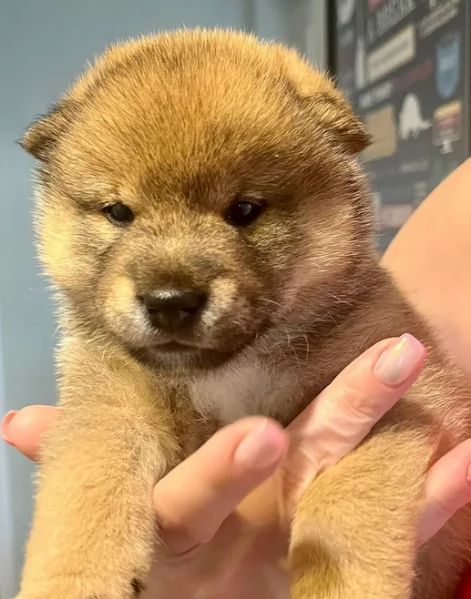 adorabili cuccioli di Shiba Inu per adozione | Foto 3