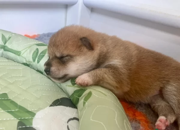 adorabili cuccioli di Shiba Inu per adozione