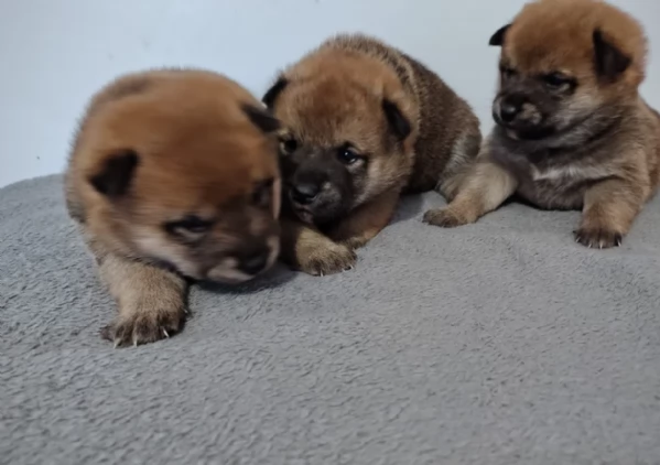 adorabili cuccioli di Shiba Inu per adozione