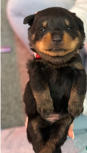 adorabili cuccioli di Rottweiler per adozione | Foto 4